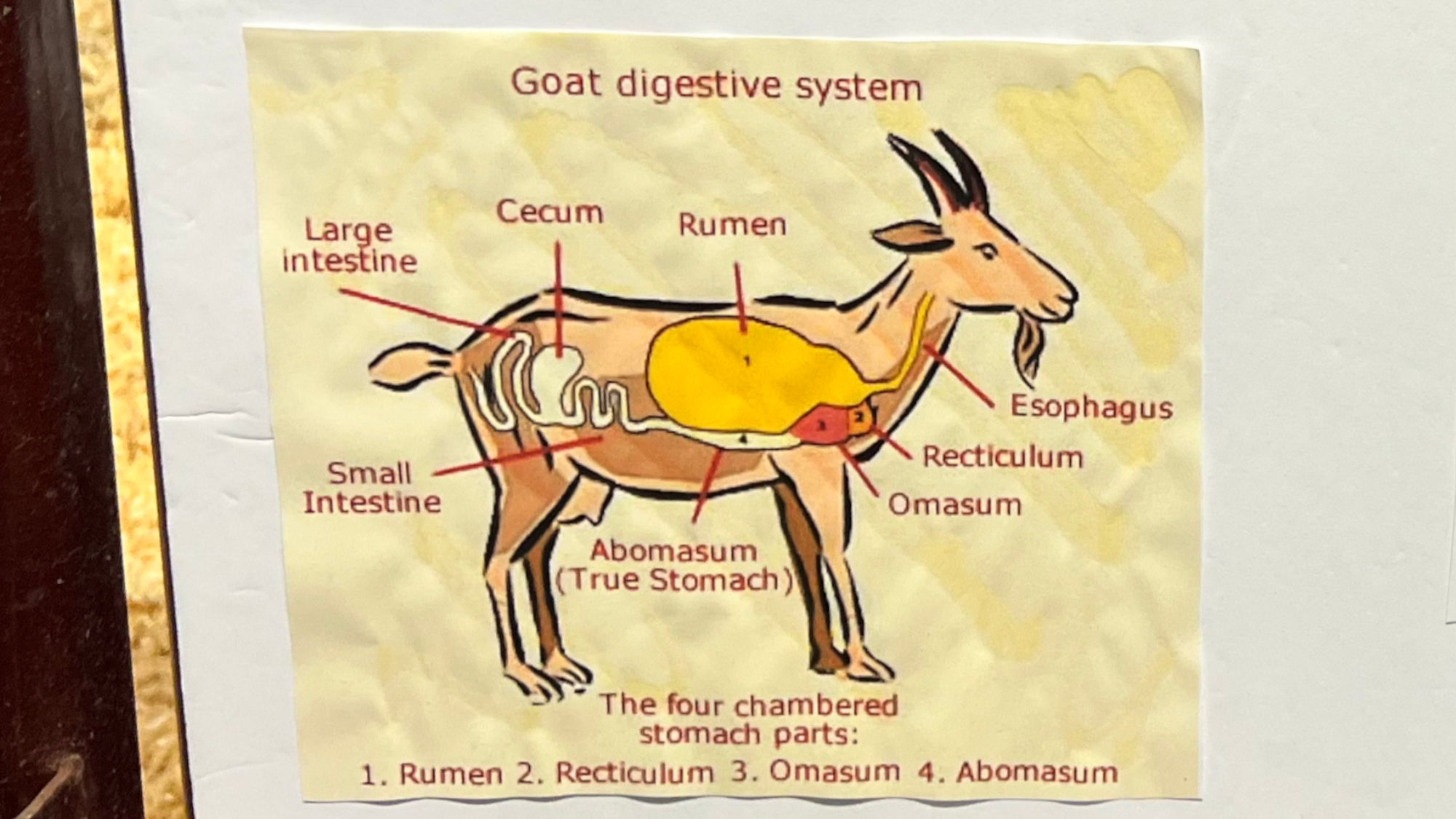 Goat Digestive System Goat Digestive System