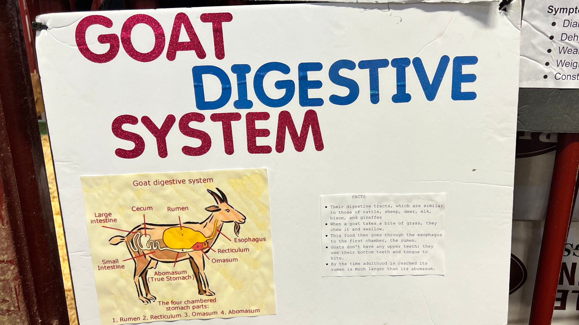 Goat Digestive System