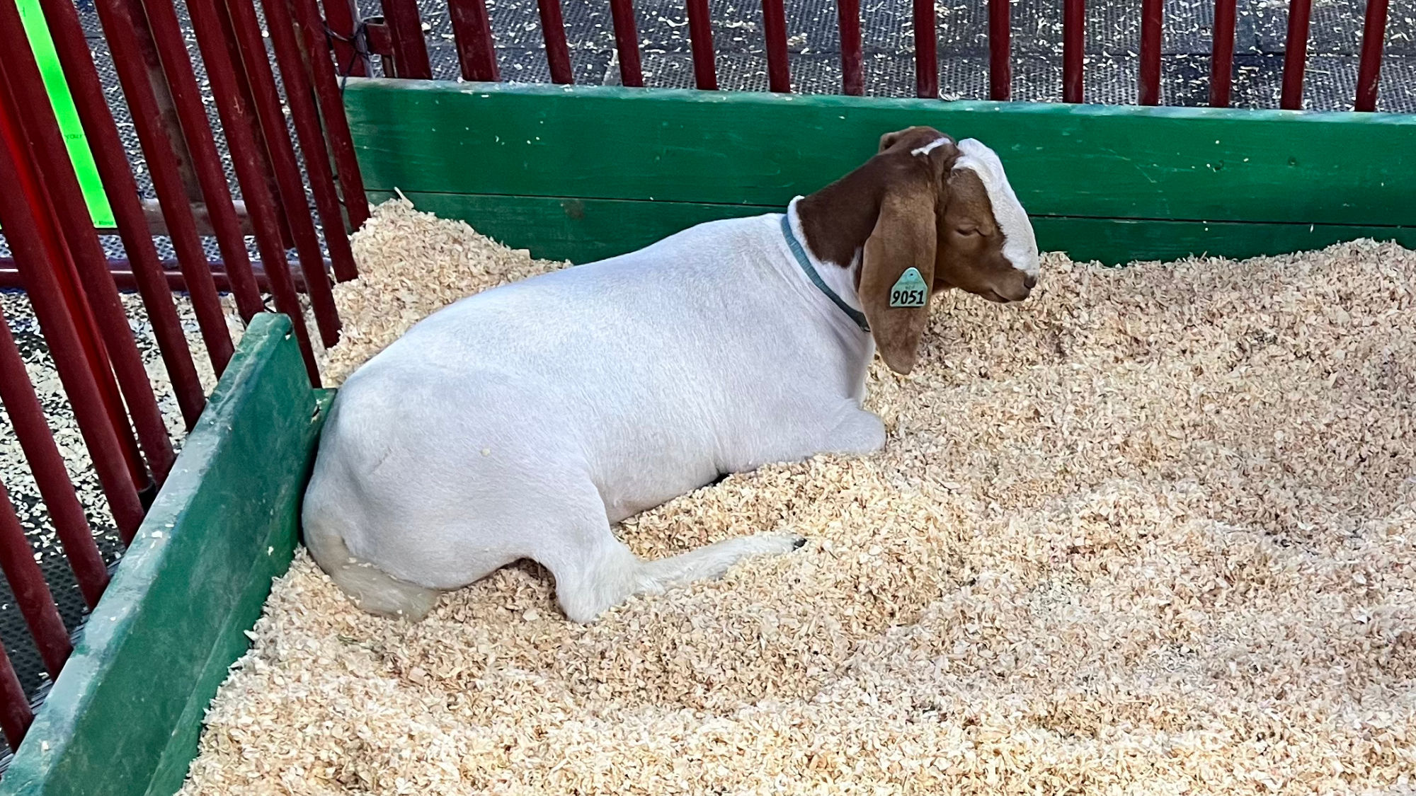 Goats Goats