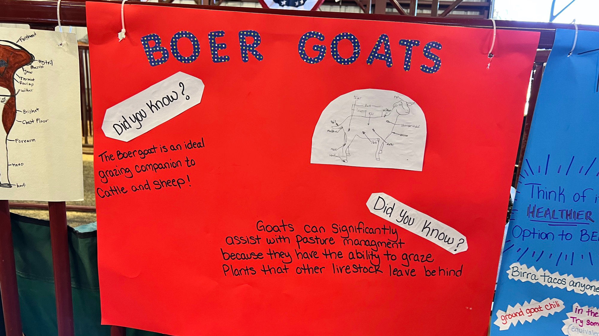 Goats Boer