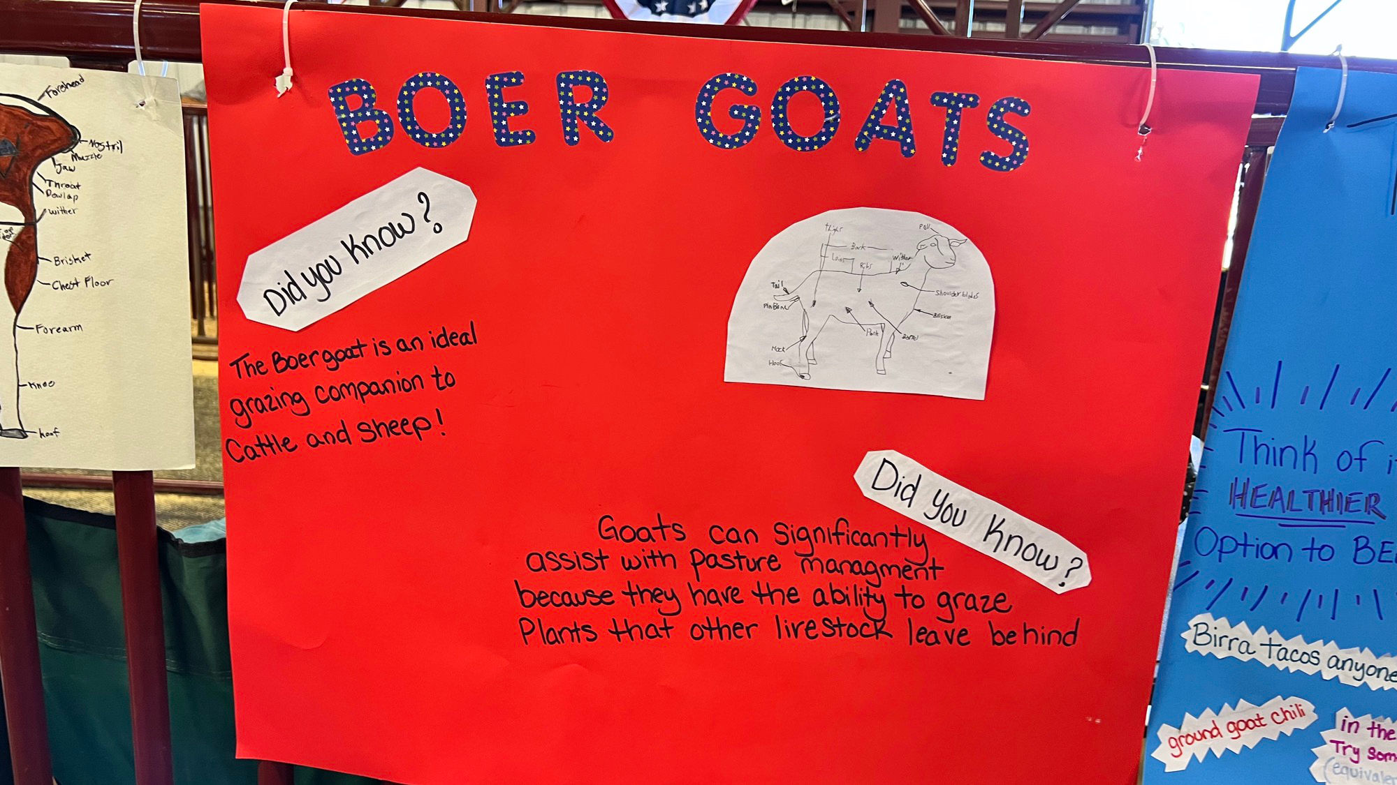 Boer Goats Boer