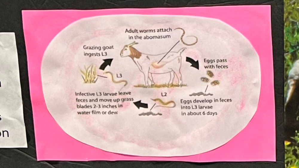 Cocciciosis Goats Cocciciosis