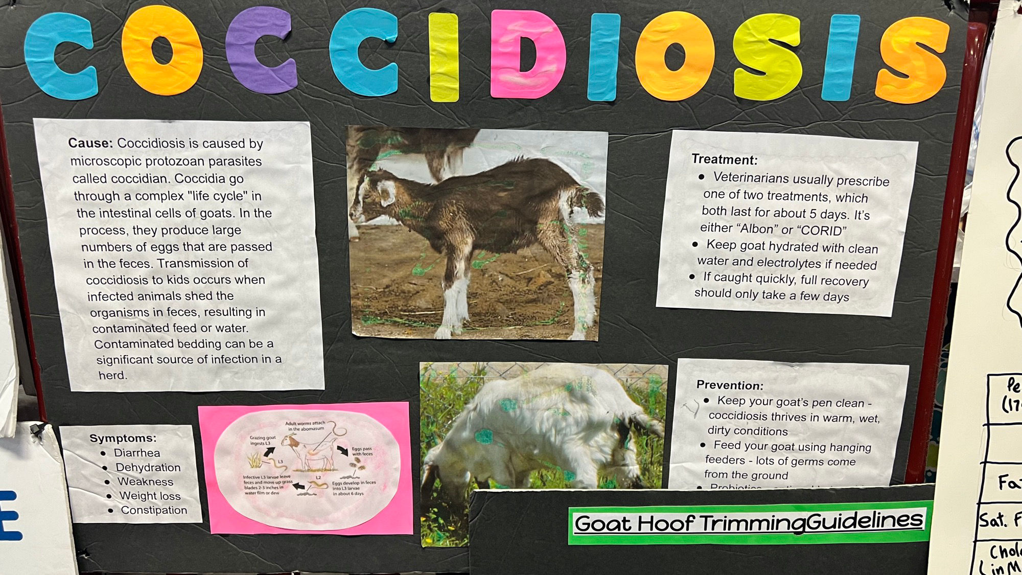 Goats Cocciciosis