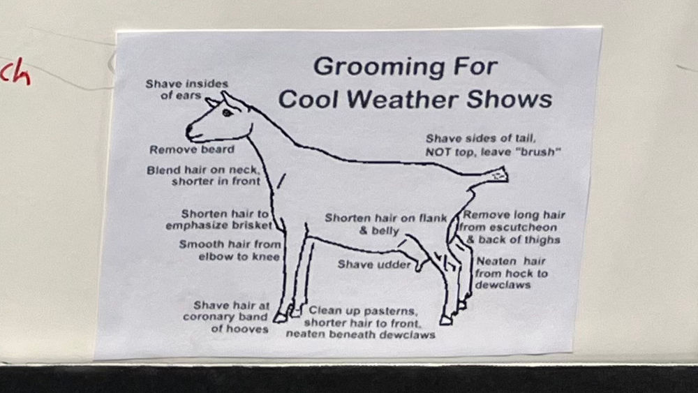 Goats Grooming for Show