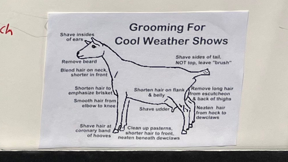 Grooming for Show Goats Grooming for Show