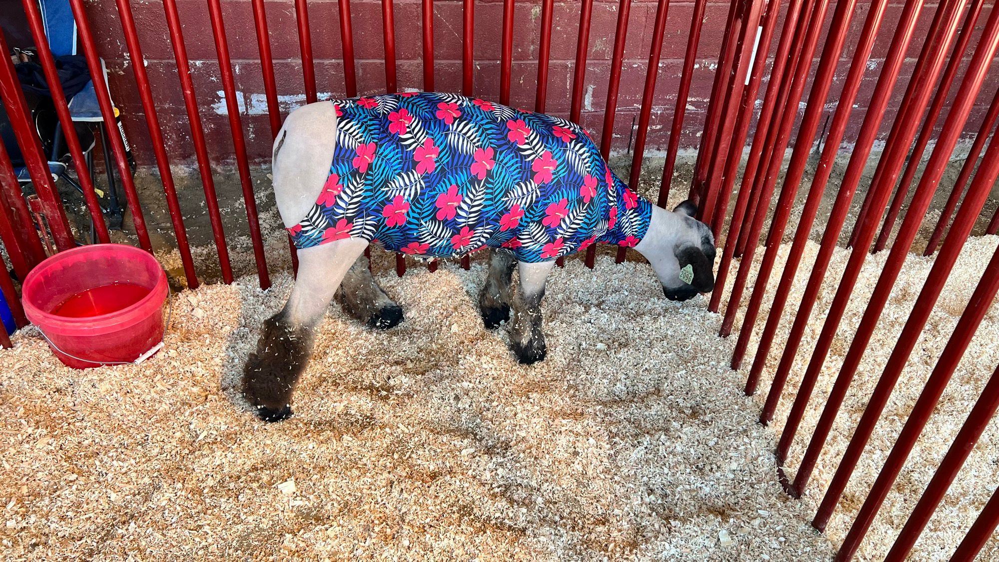 Grand Champion Market Lamb Grand Champion Market Lamb