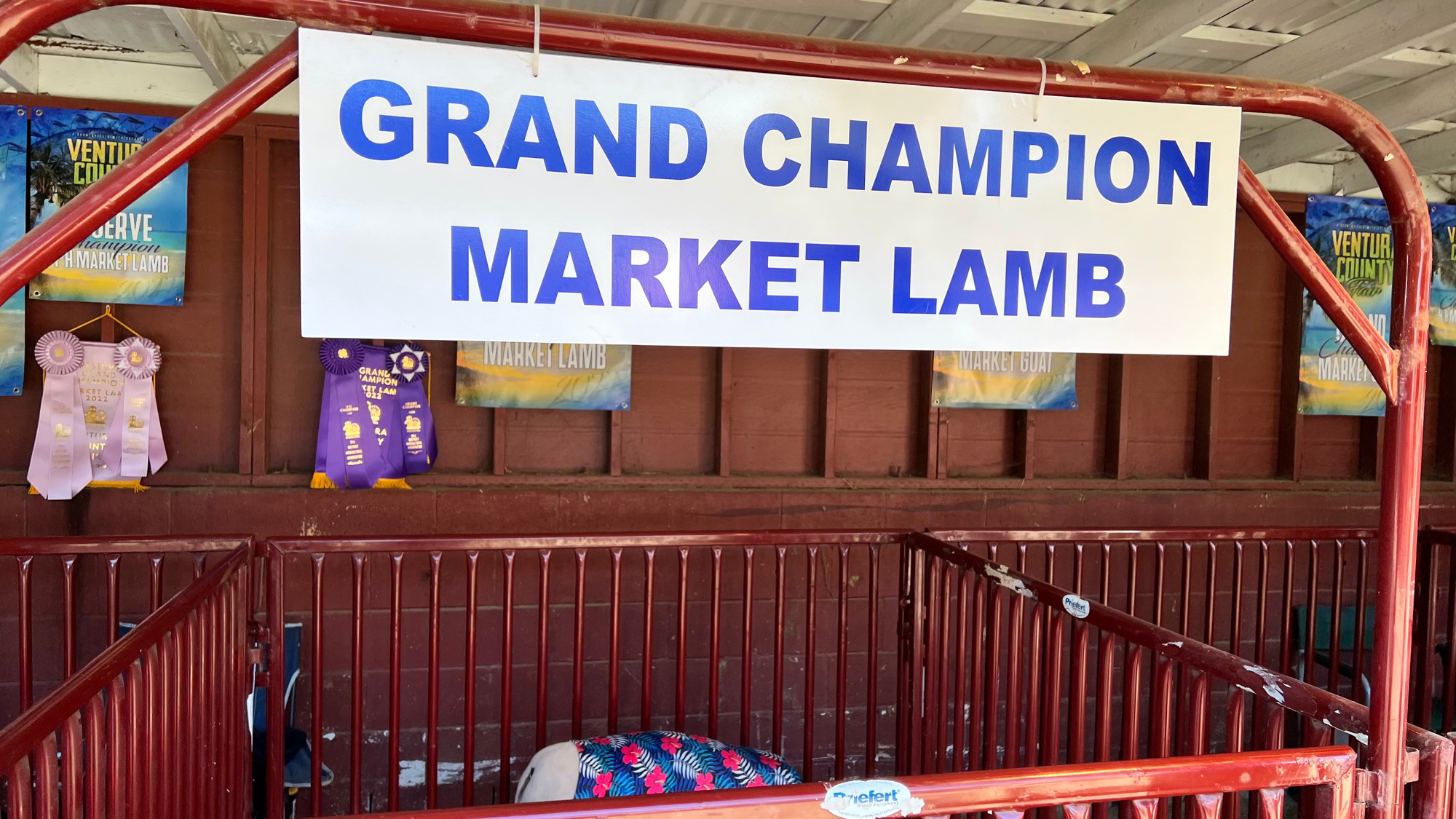 Grand Champion Market Lamb
