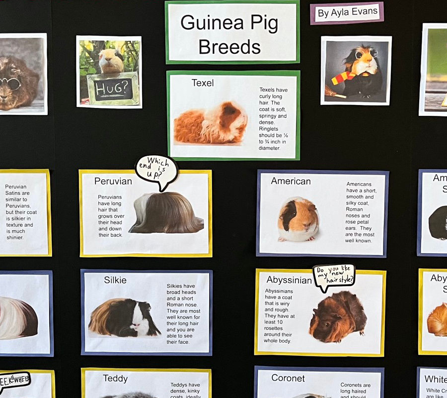 Guinea Pig Breeds