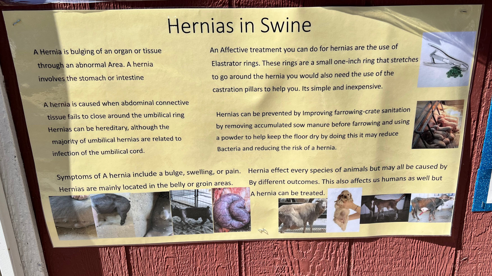 Hernias in Swine