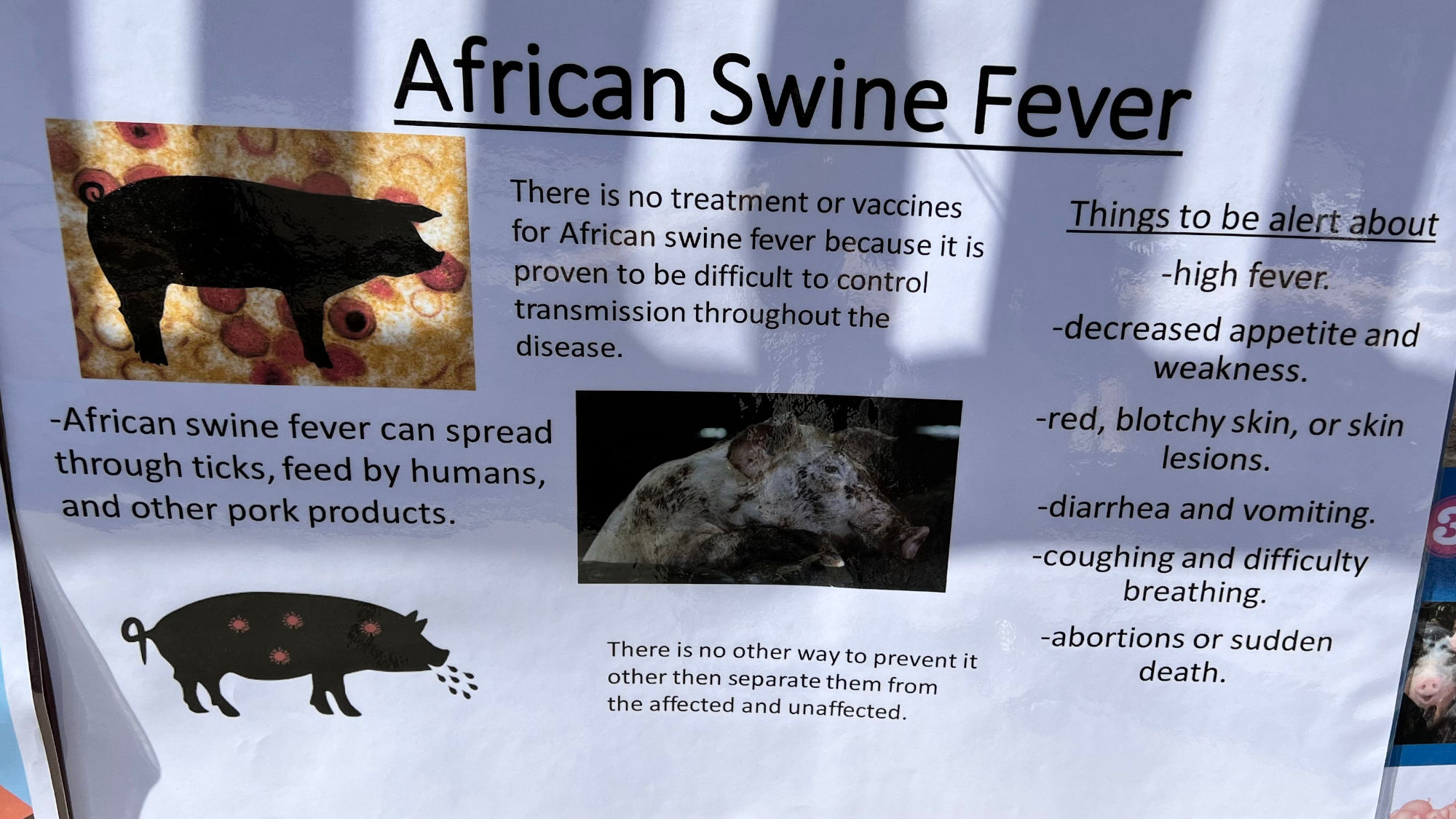 Hogs African Swine Fever