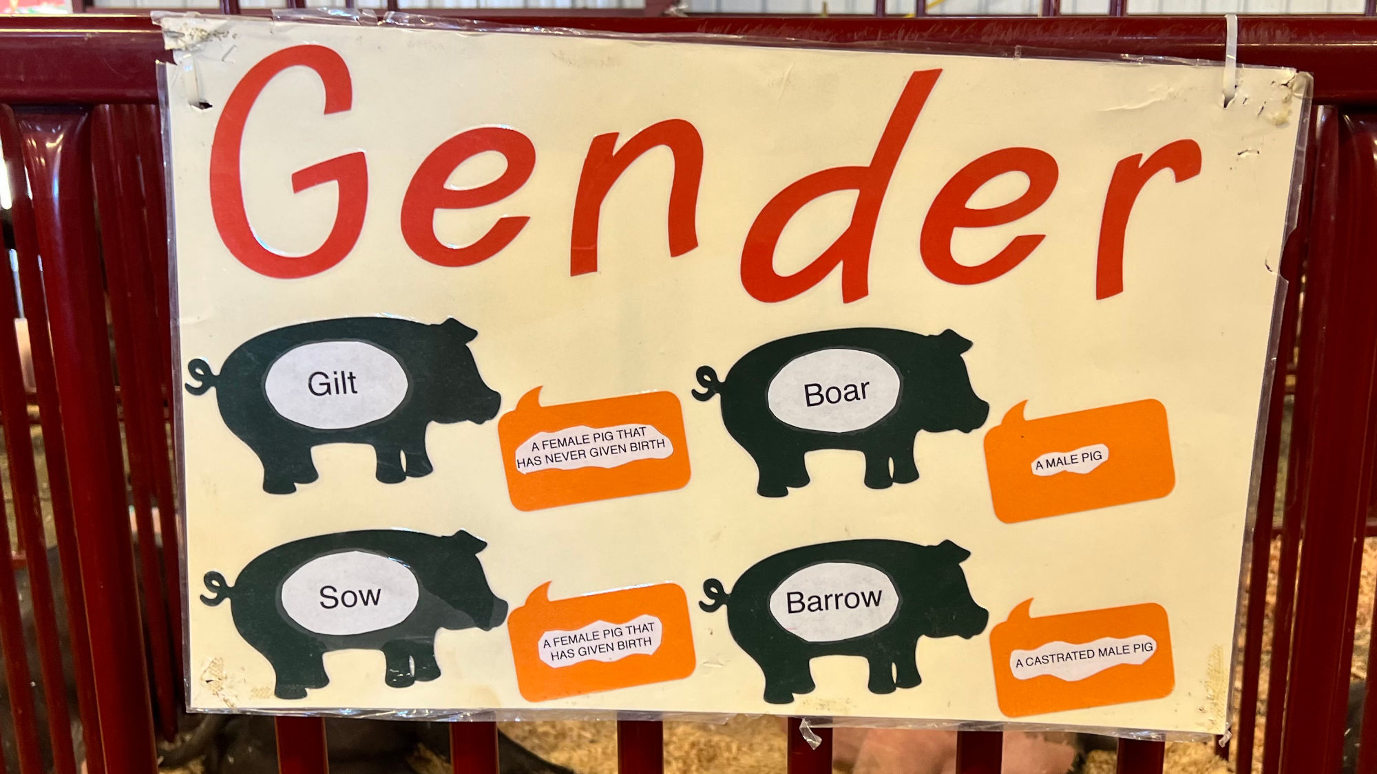 Hogs Gender