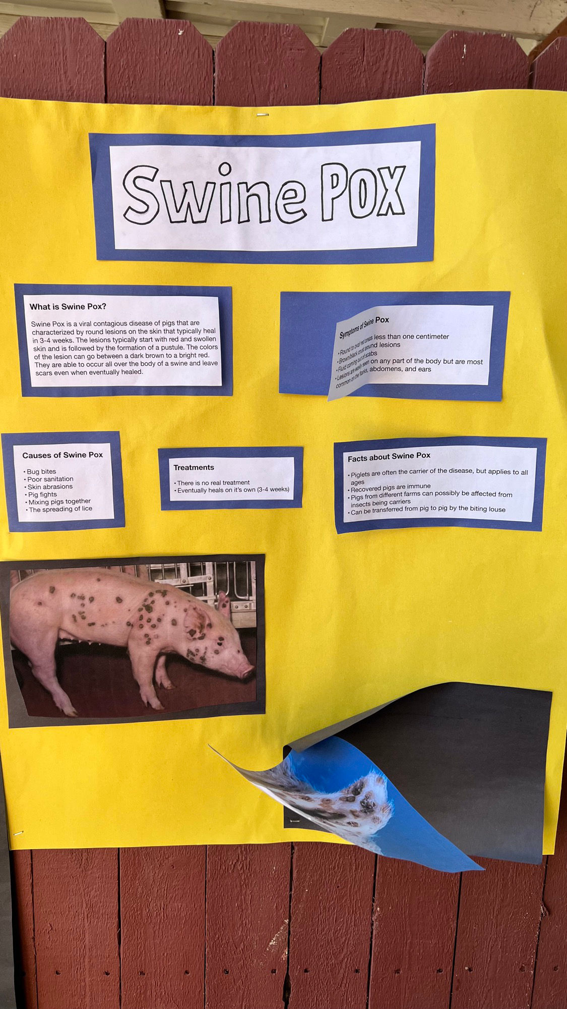Hogs Swine Pox