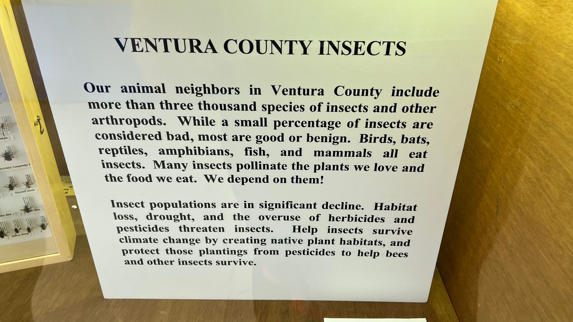 Insects Ventura County