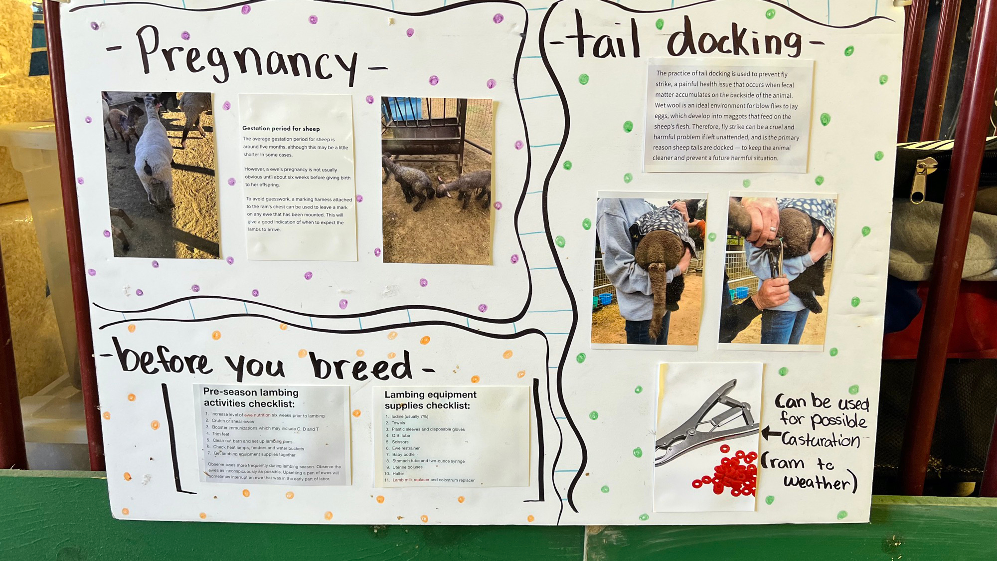 Breading Facts Lambs Breading Facts