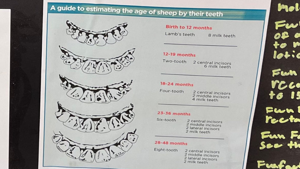 Lambs Teeth