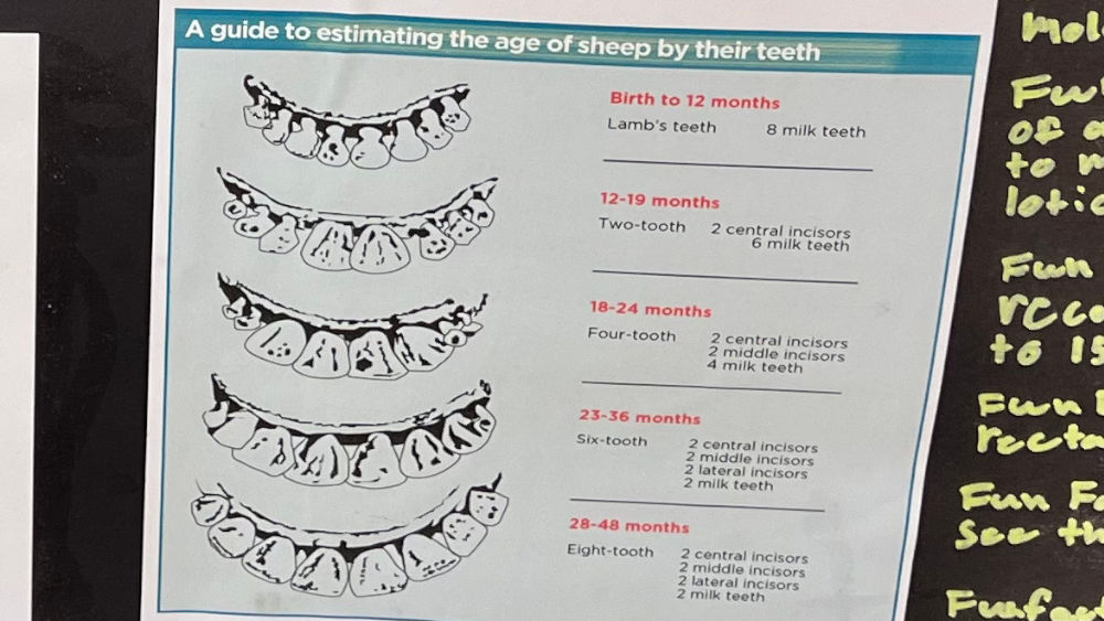 Teeth Lambs Teeth