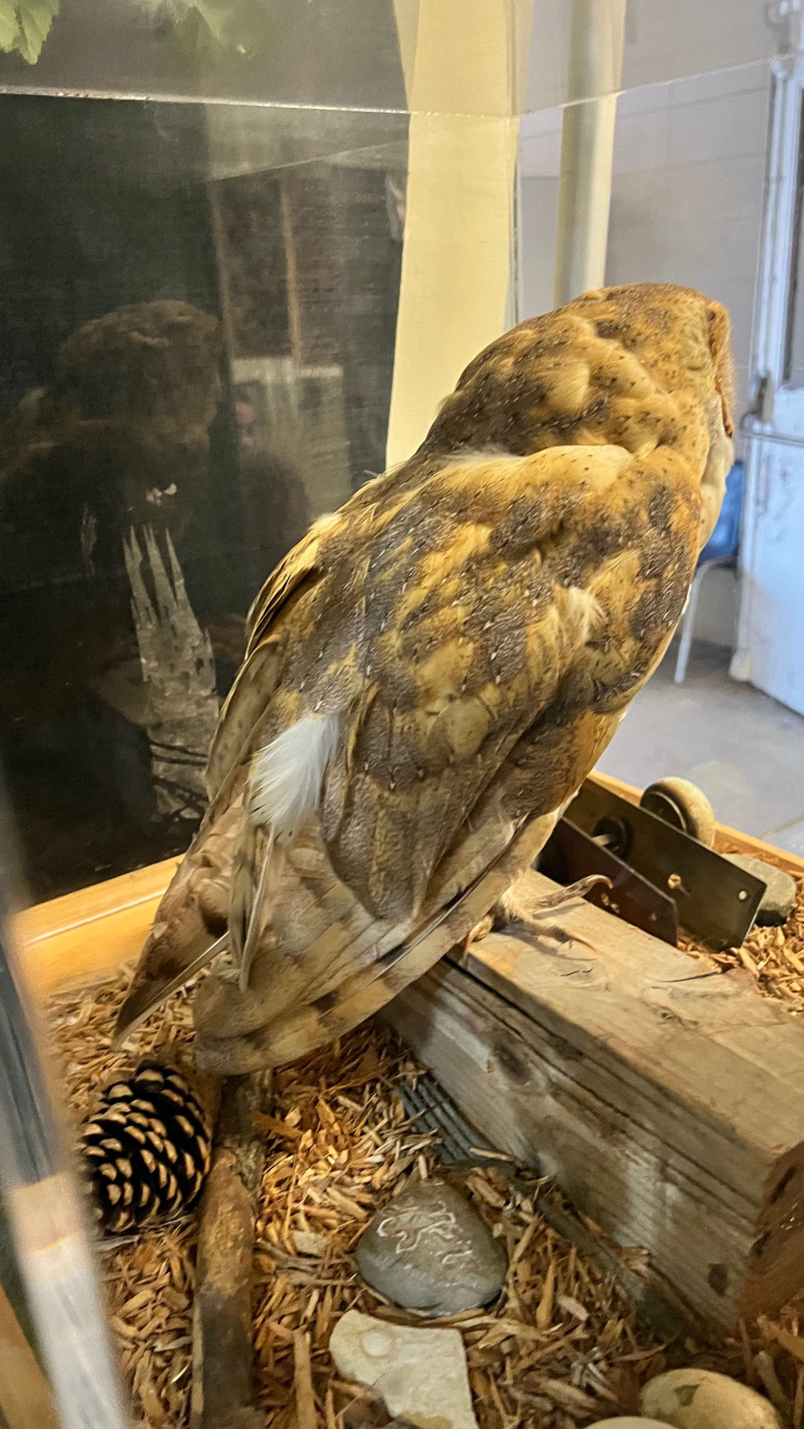 Los Padres National Forest Owl