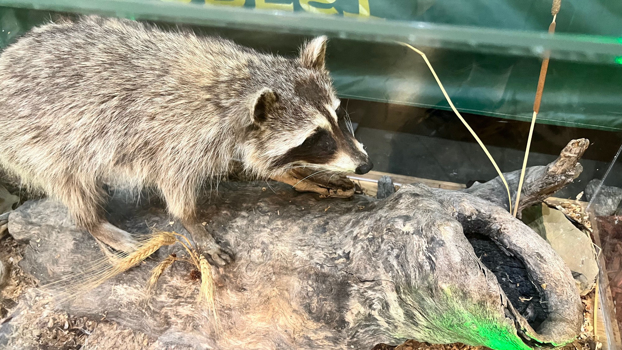 Los Padres National Forest Raccoon