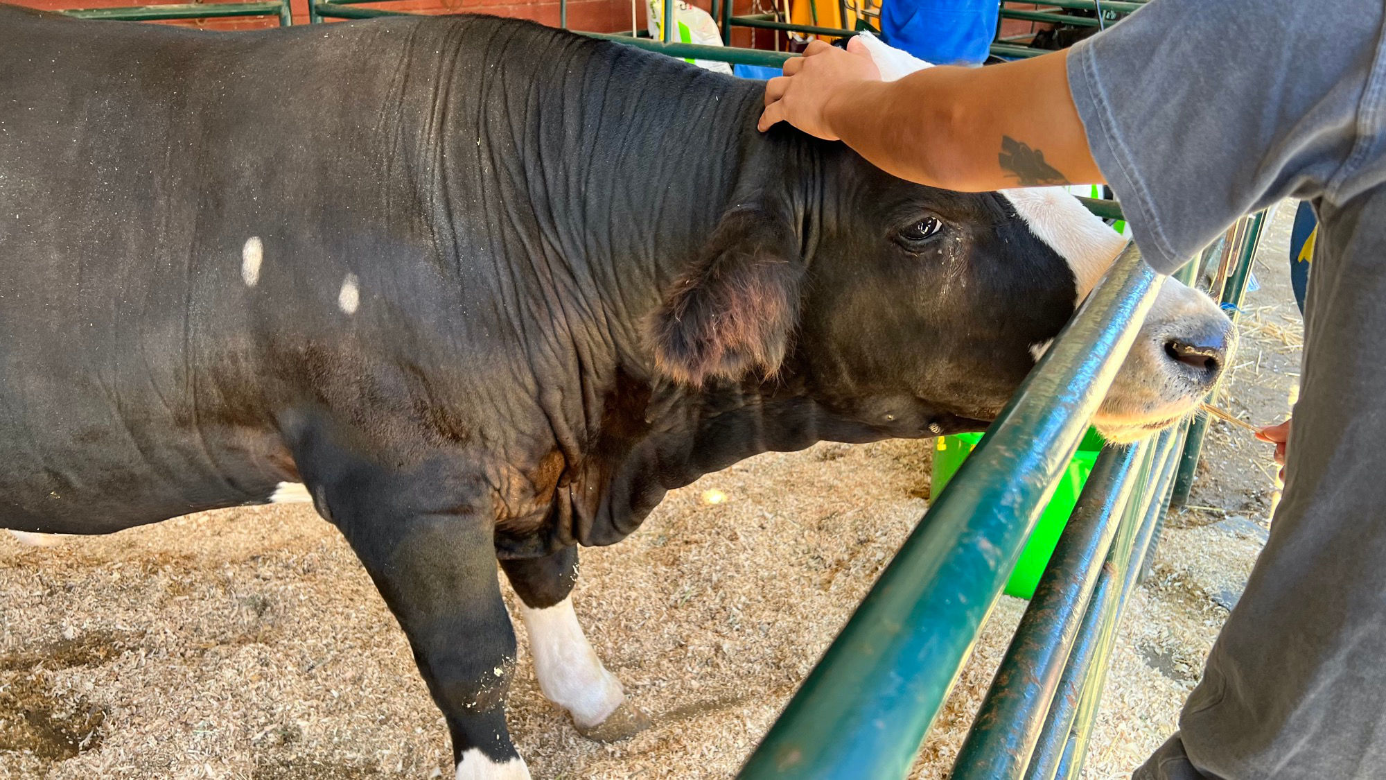 Livestock Cow