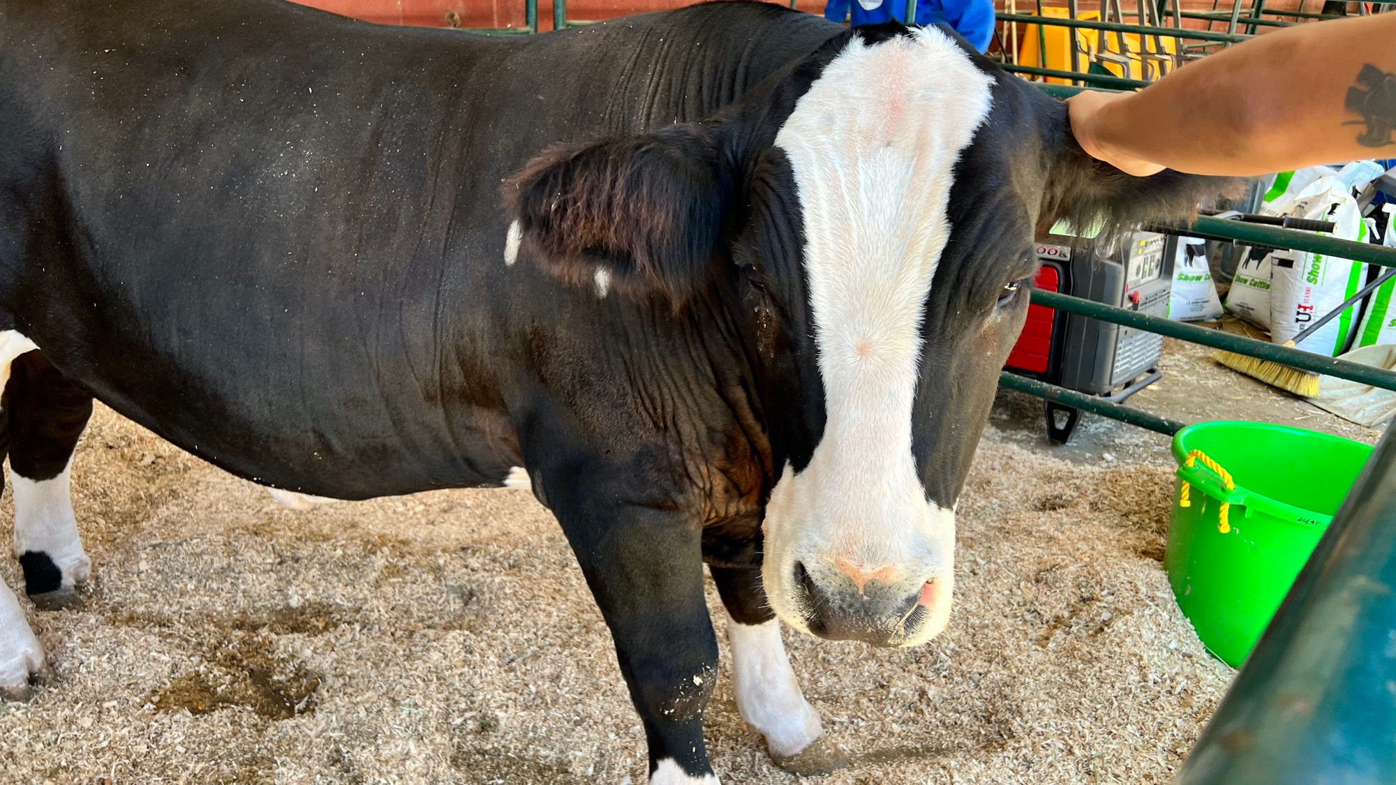 Livestock Cow