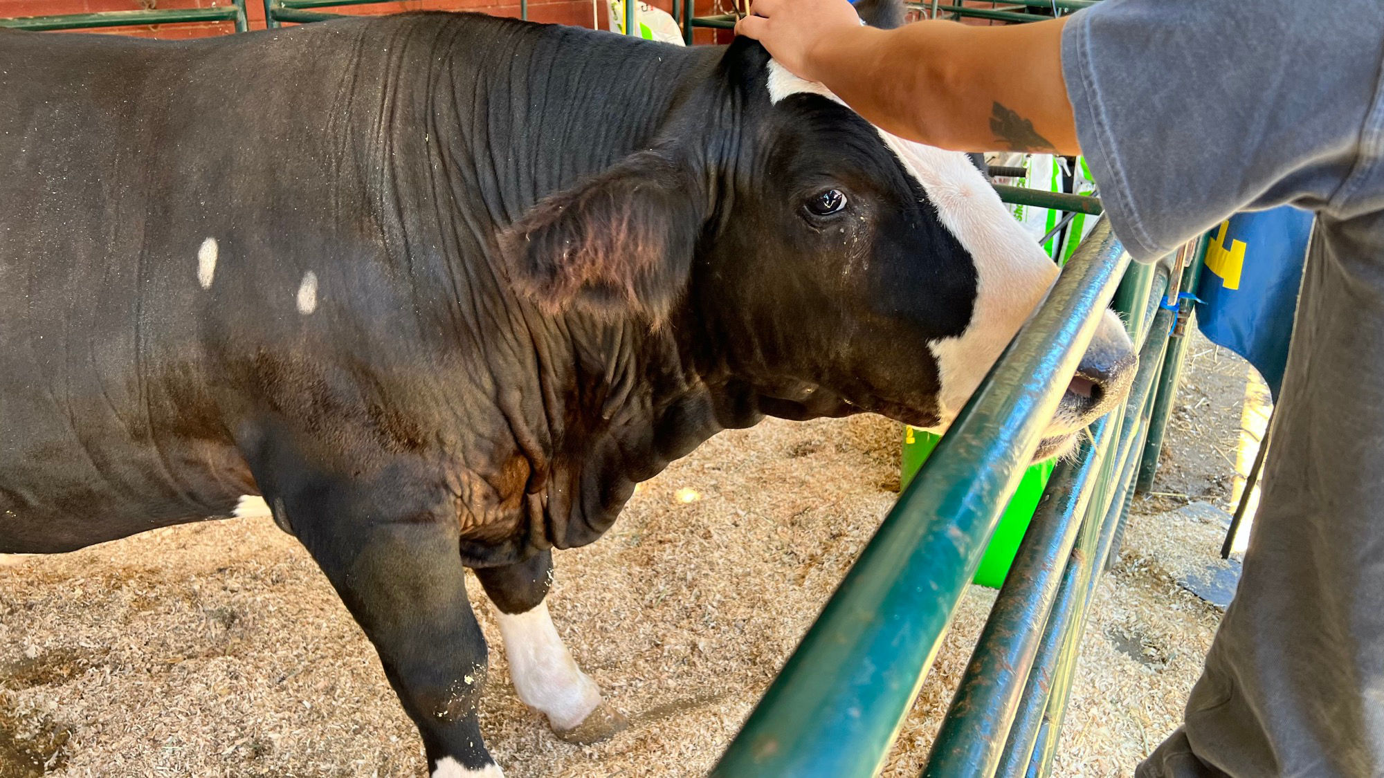 Livestock Cow