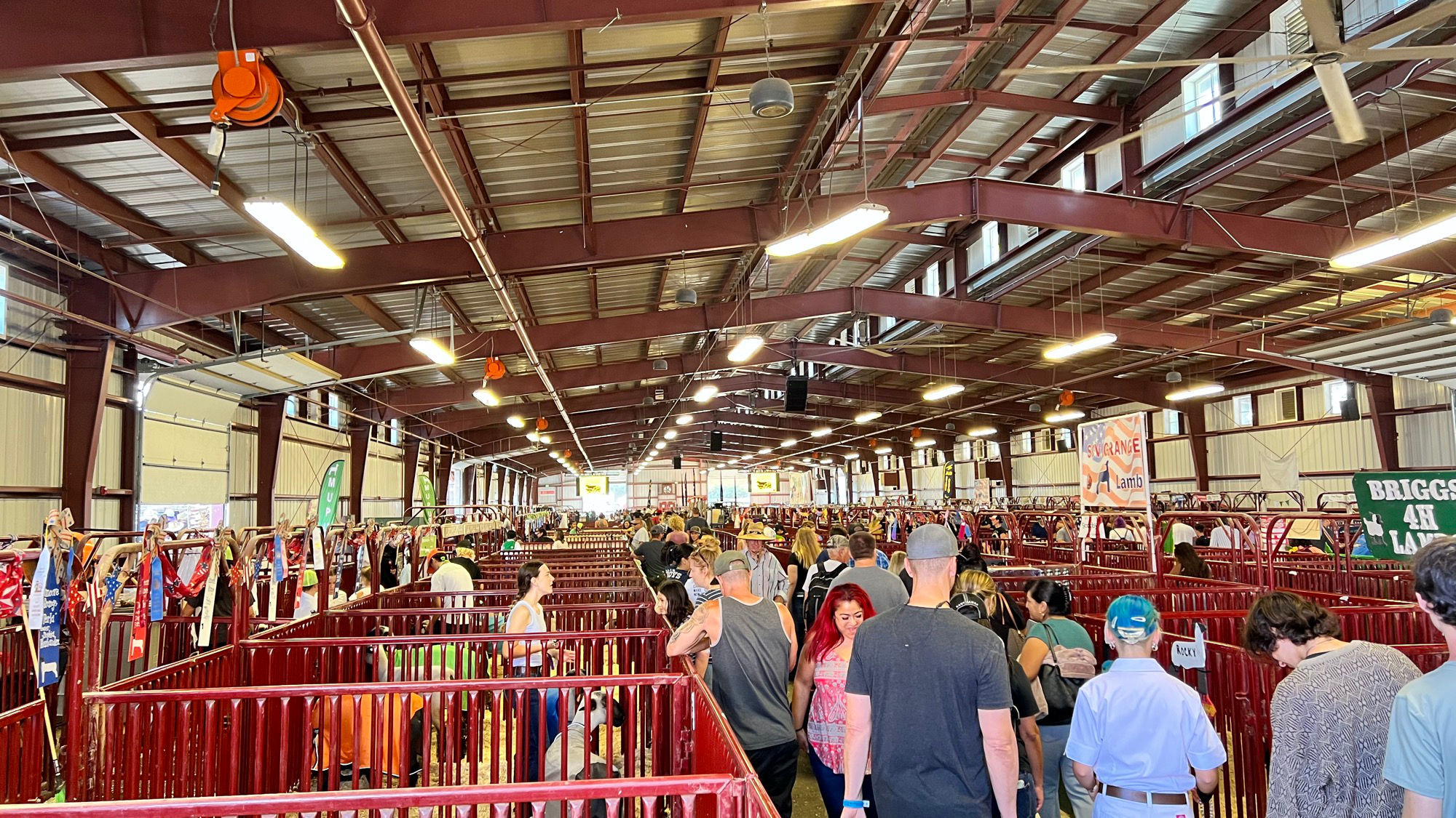 Livestock Inside Pavilion