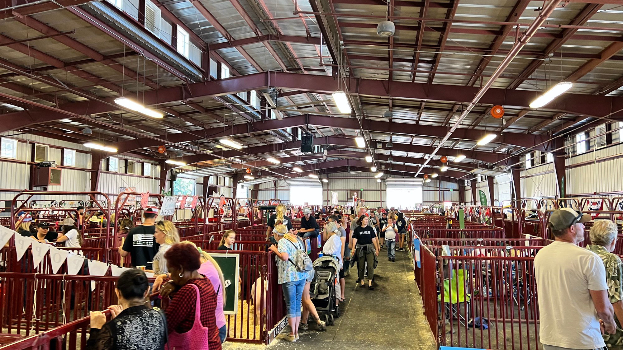 Livestock Inside Pavilion