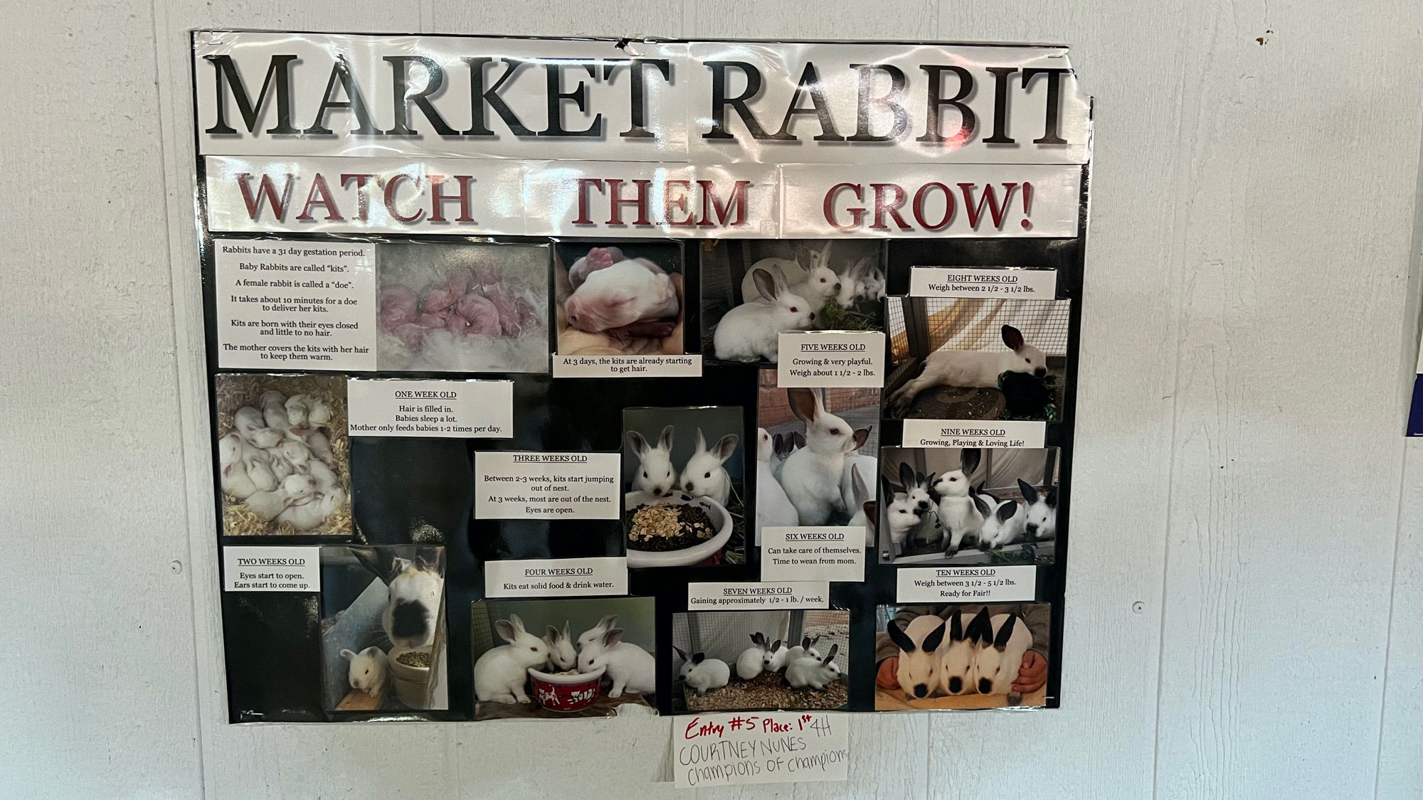Market Rabbits Watch them Grow