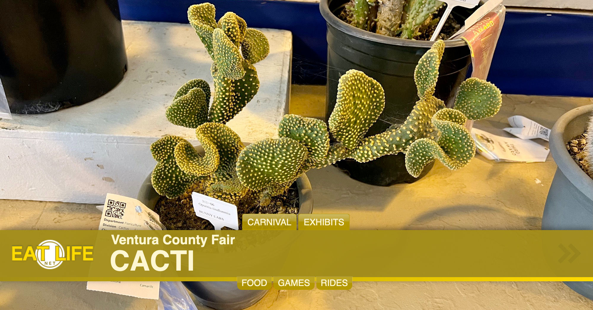 Cacti