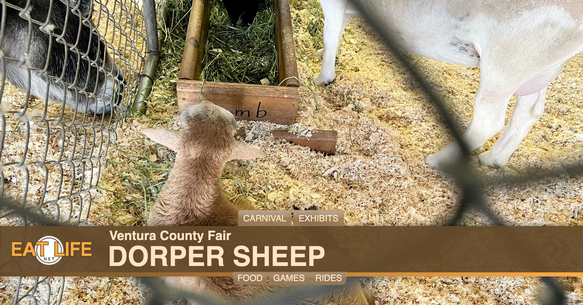 Dorper Sheep