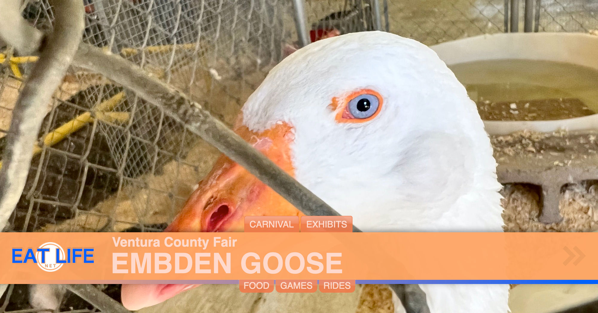 Embden Goose