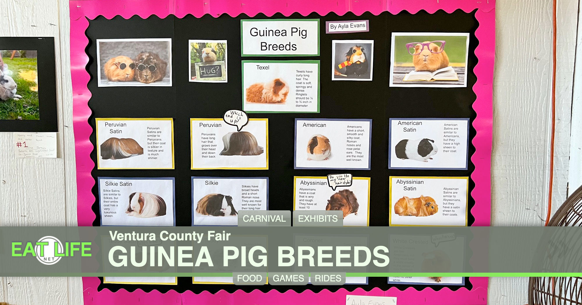 Guinea Pig Breeds