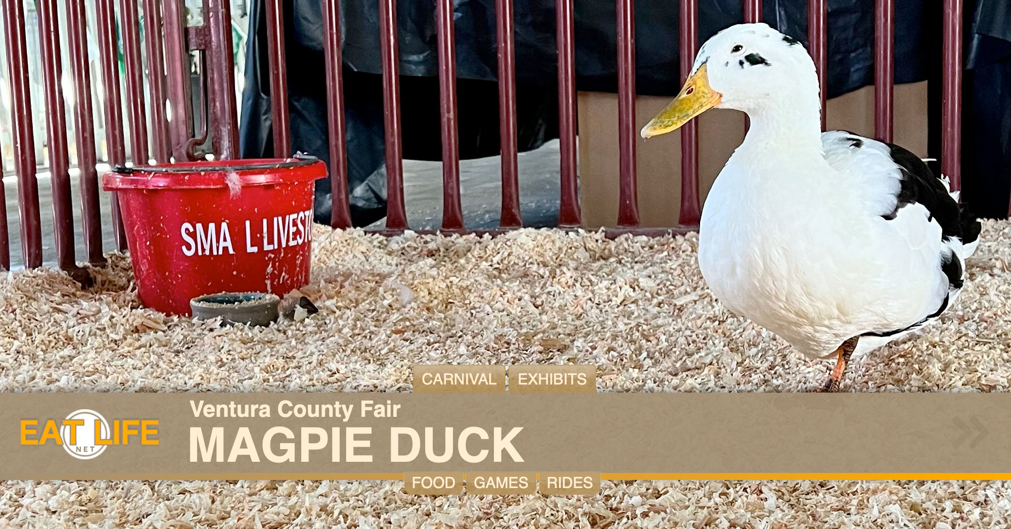 Magpie Duck