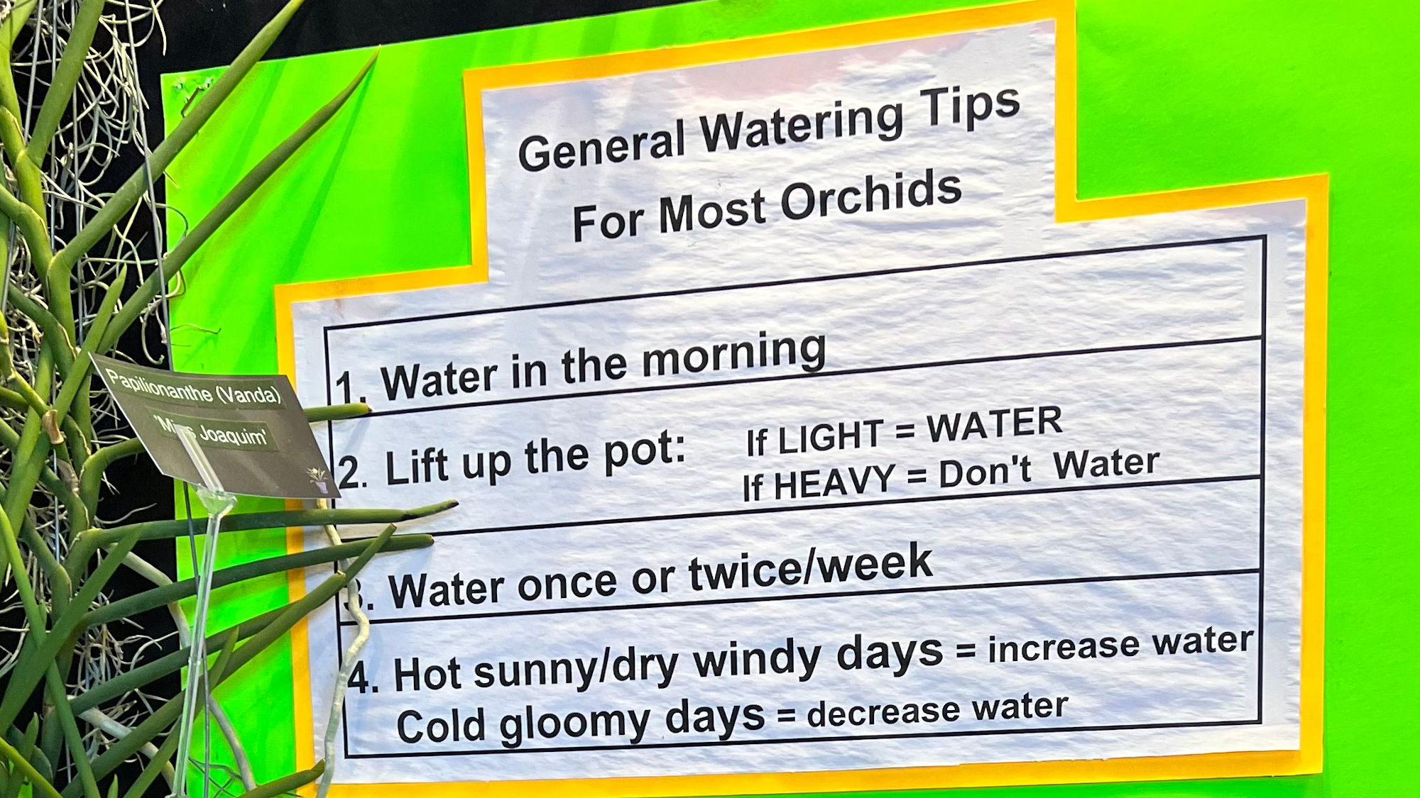 Orchids General Watering Tips