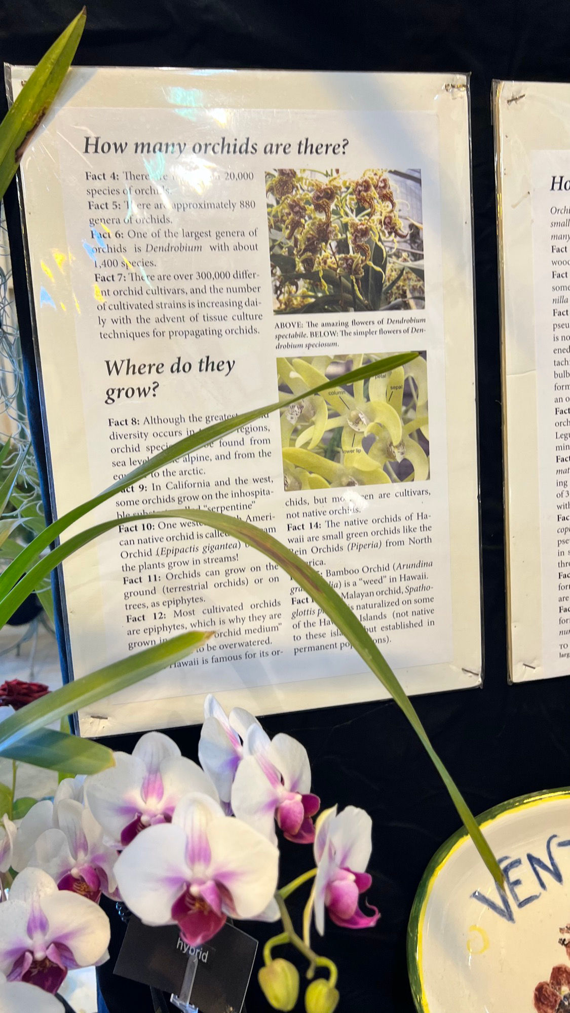 How Many Types Orchids How Many Types