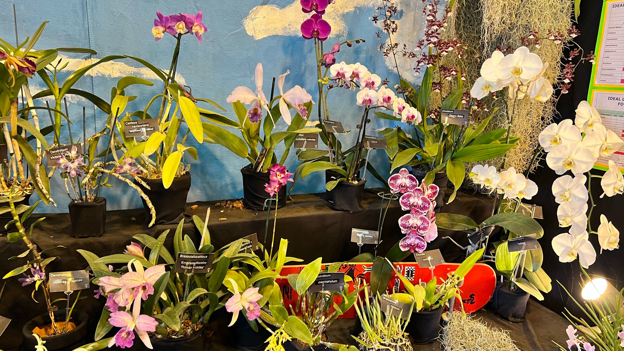 Types Orchids Types