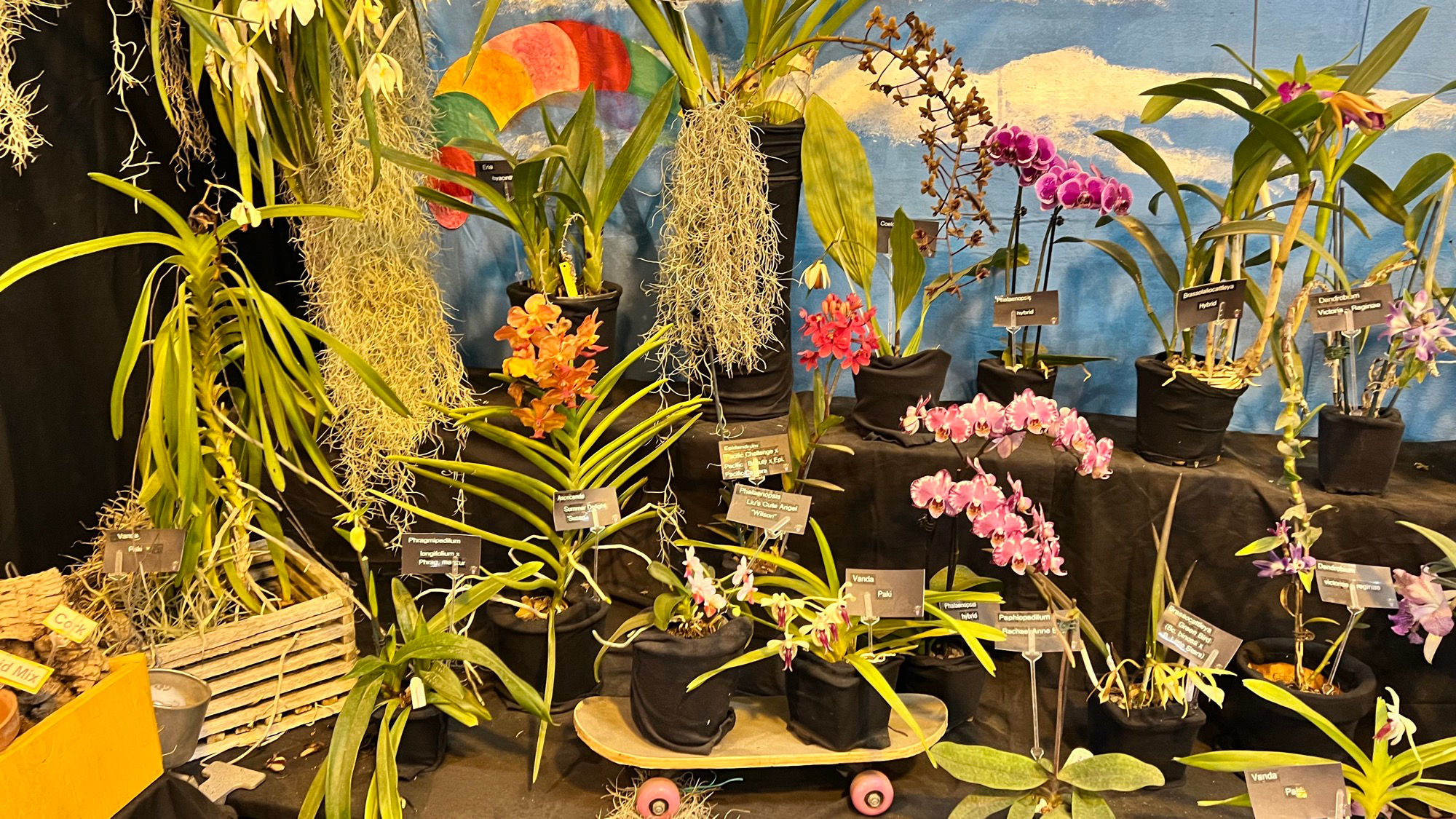 Types Orchids Types