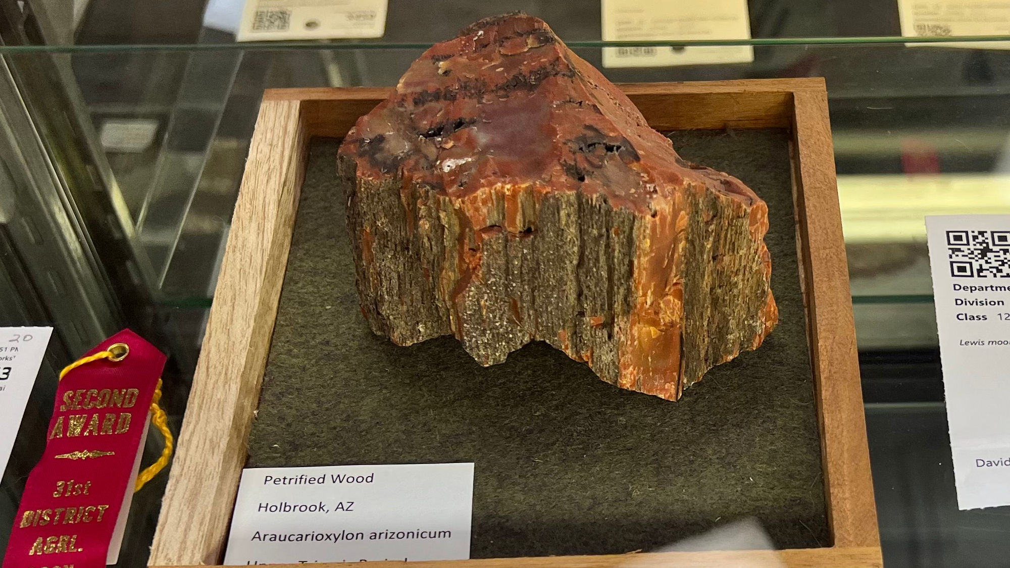 Petrified Wood