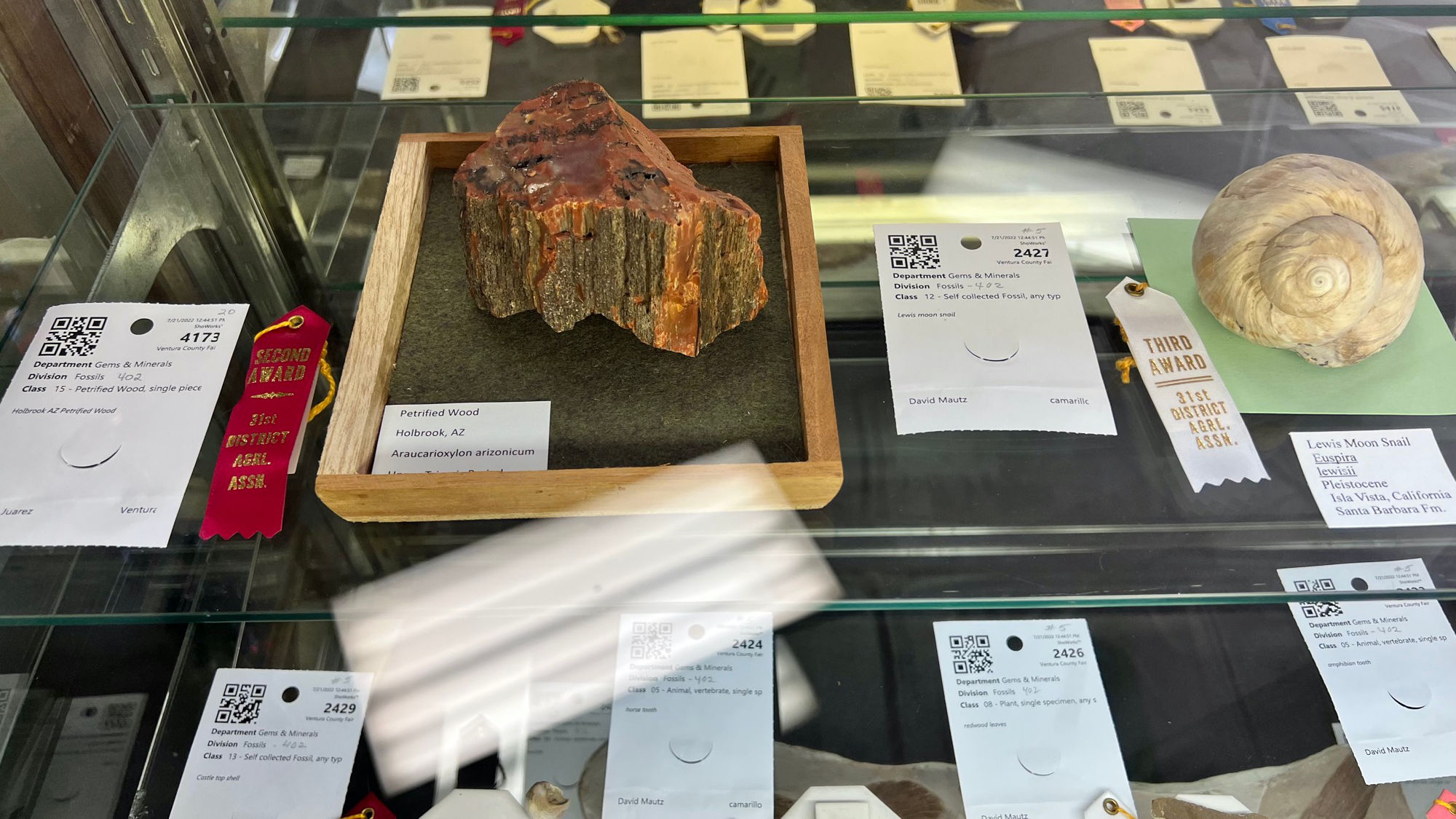 Petrified Wood Petrified Wood