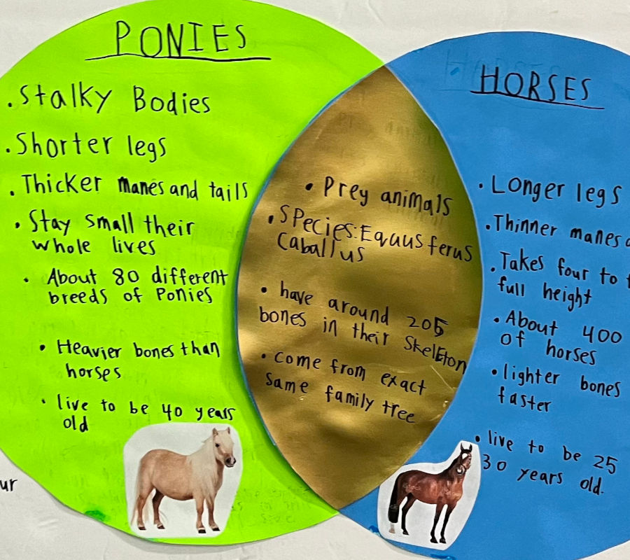 Ponies vs Horses