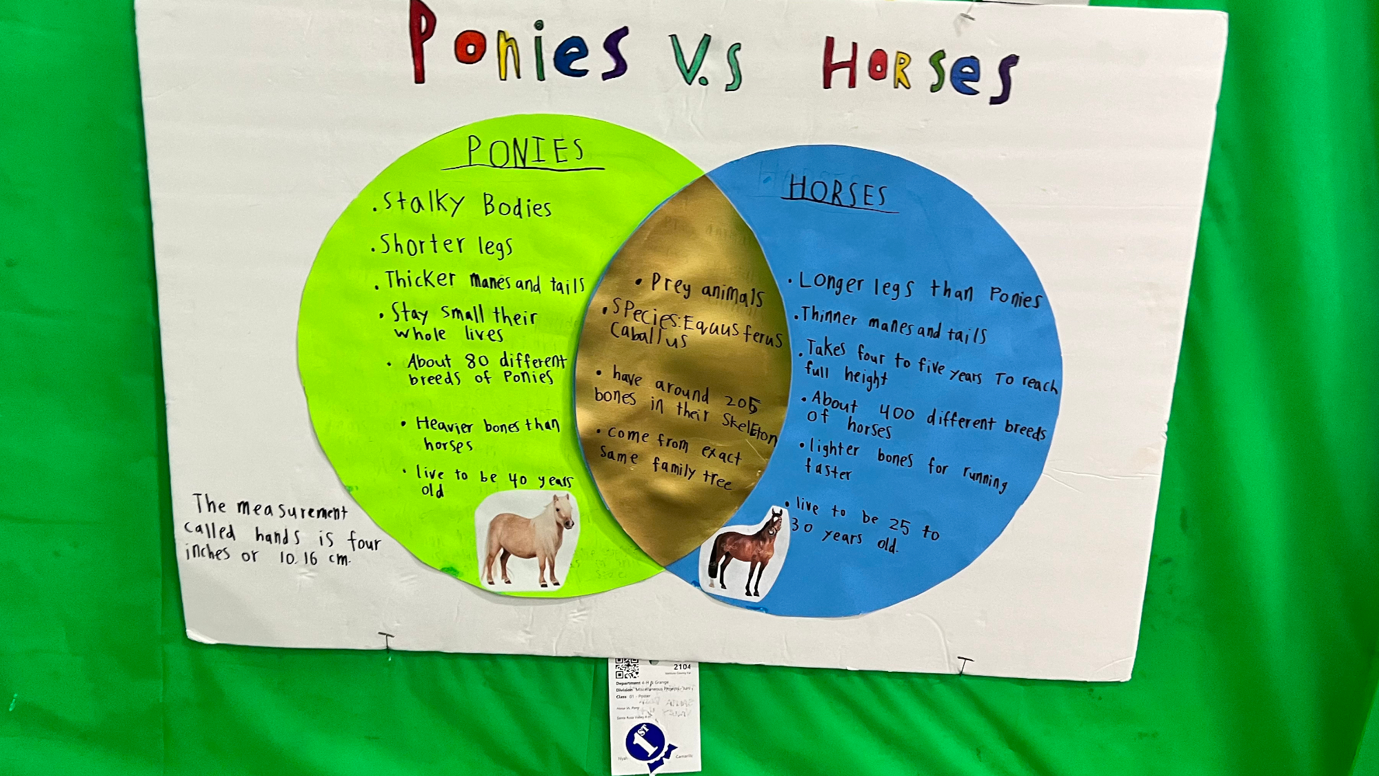 Youth Expo Ponies vs Horses