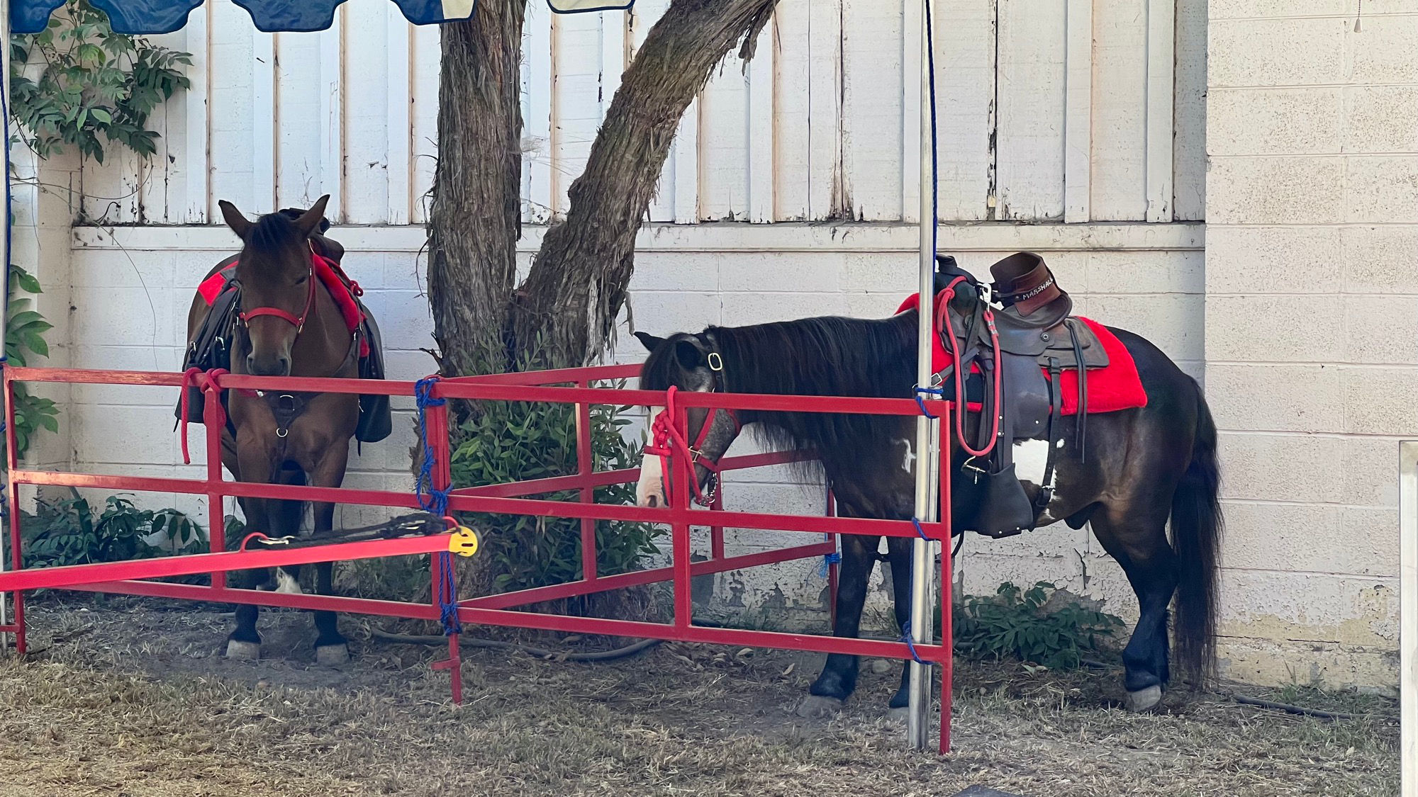 Pony Ride