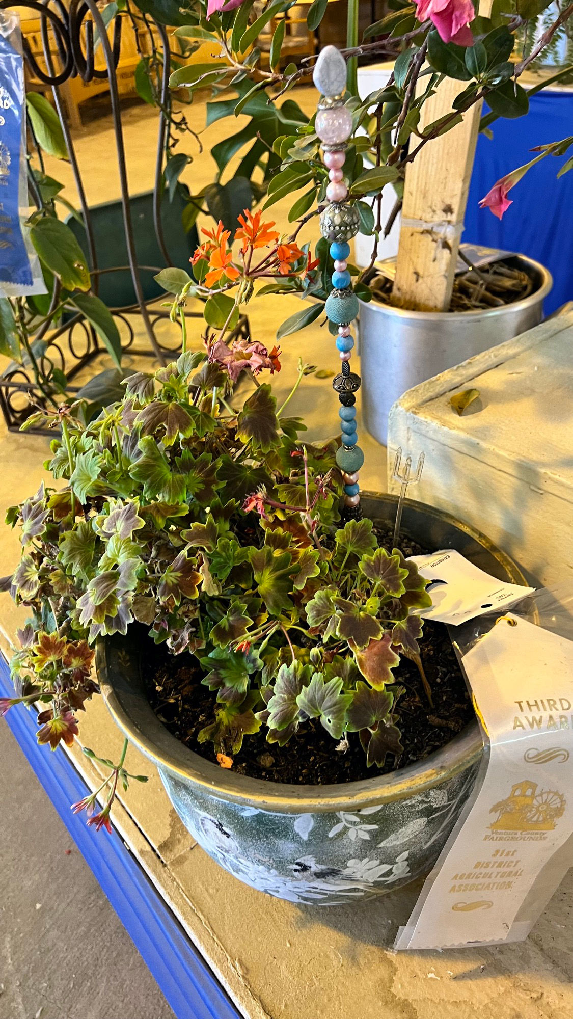 Floriculture Potted Plants