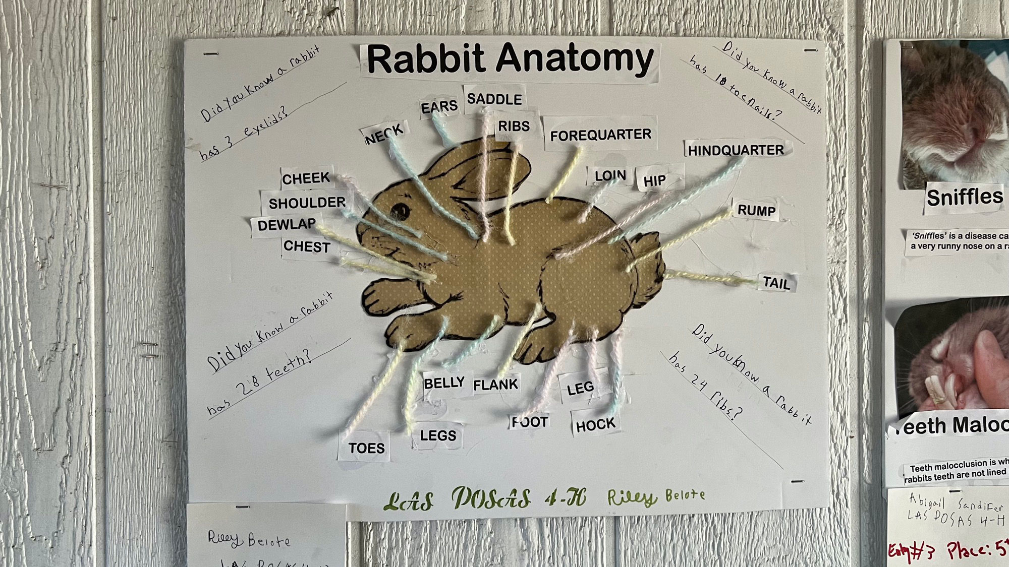 Rabbits Anatomy