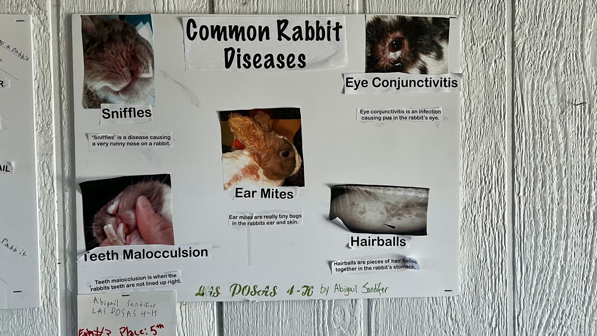 Rabbits Common Diseases