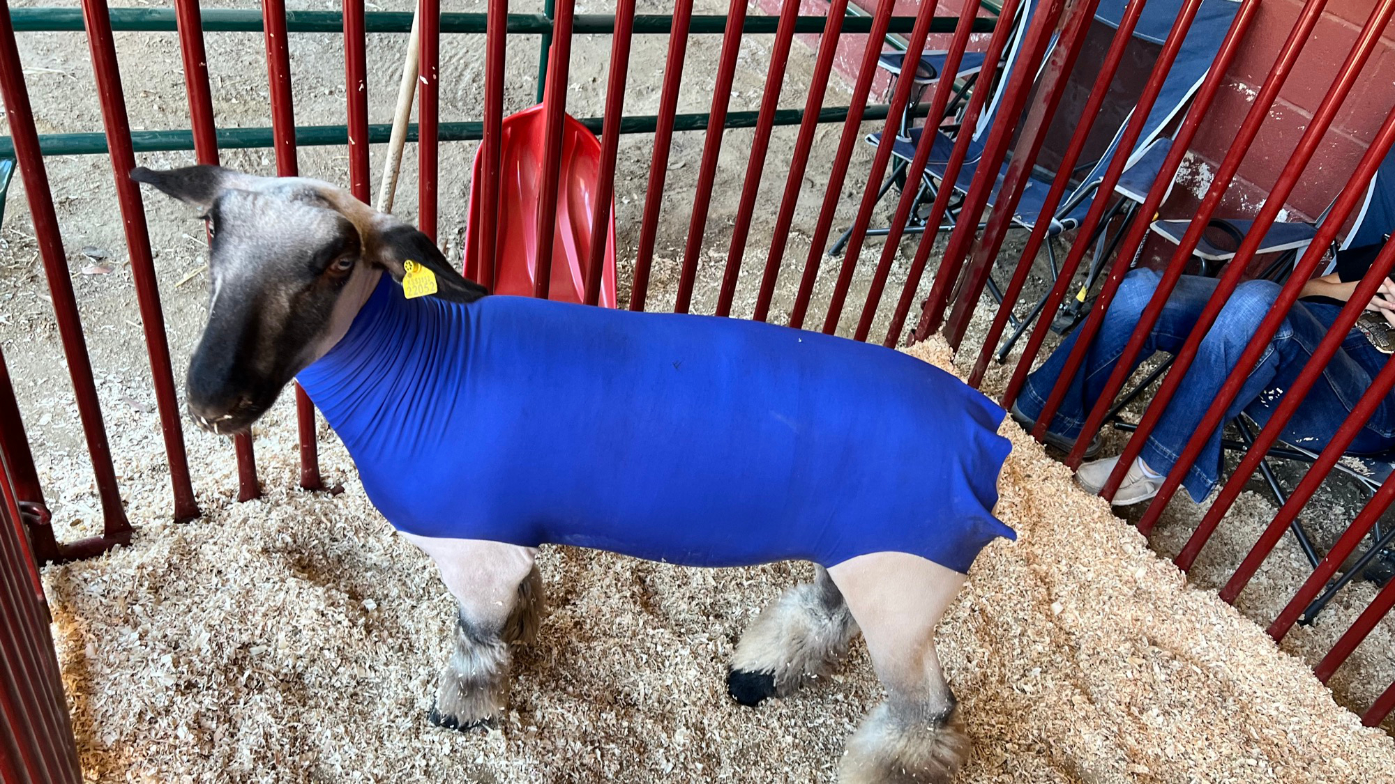 Reserve Grand Champion Market Lamb Reserve Grand Champion Market Lamb