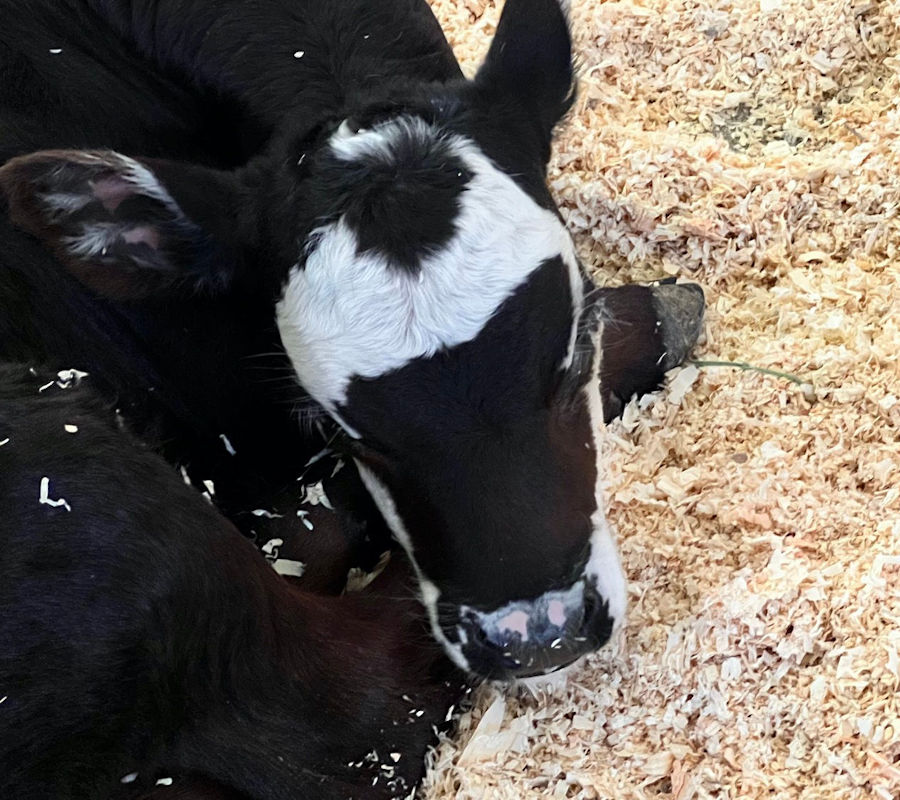 Short-Horn Angus Cow