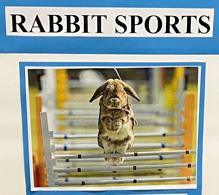 Rabbit Sports