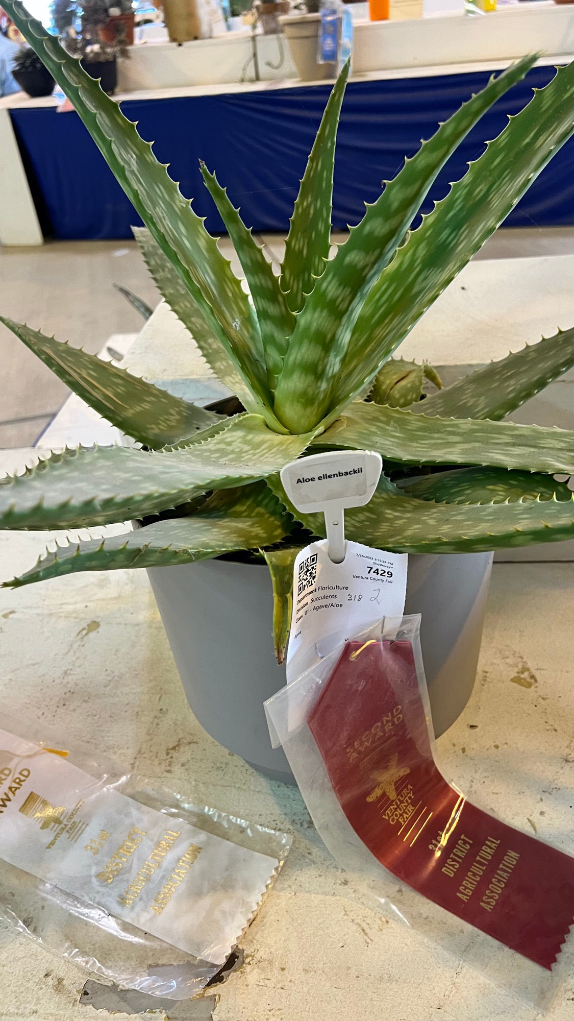 Succulent Aloe Ellenbeckii
