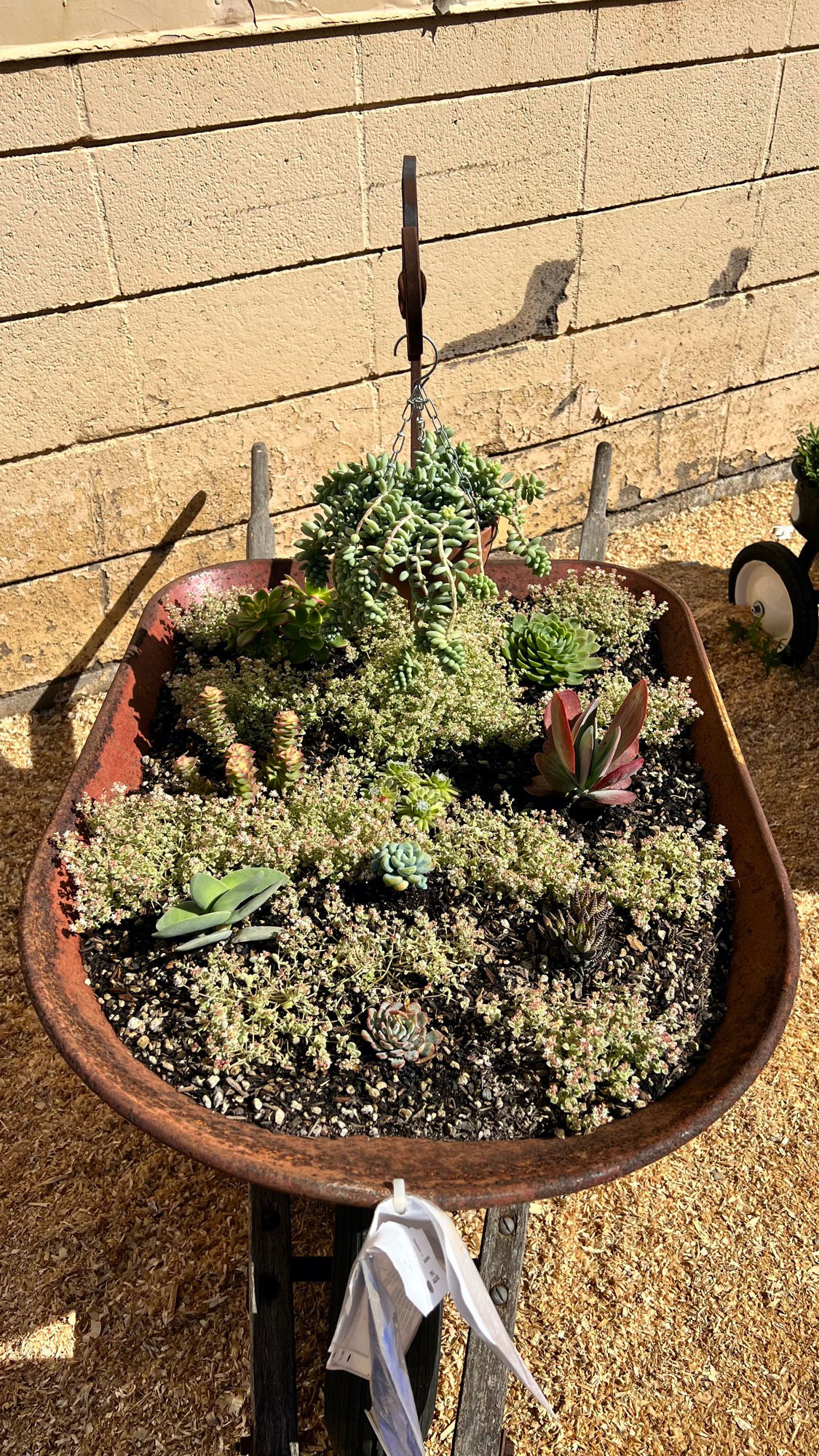 Succulents